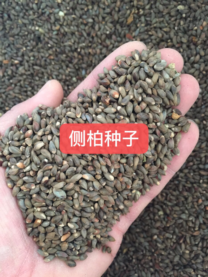 侧柏种子