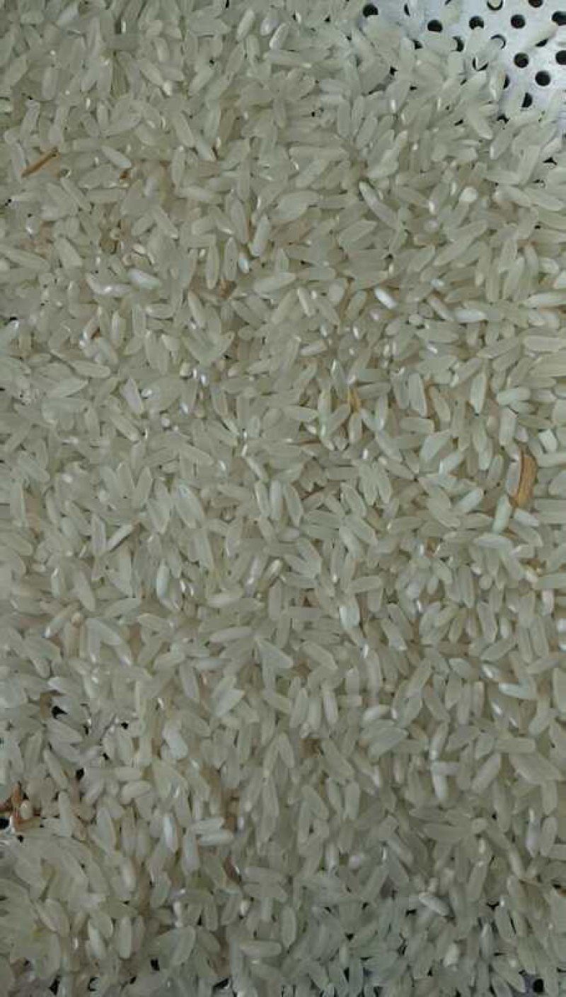 水稻