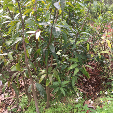 芒果公苗3-5公分
