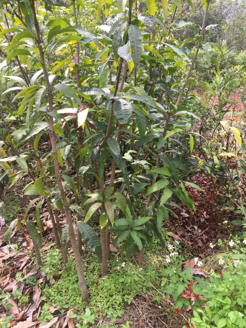 芒果公苗3-5公分