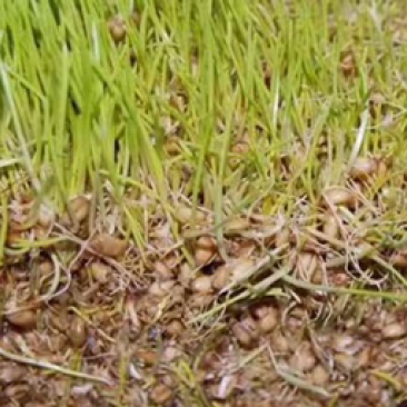 麦芽糖儿时的味道一斤12元