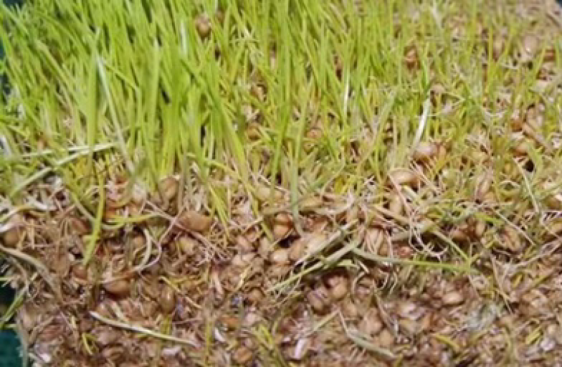 麦芽糖儿时的味道一斤12元