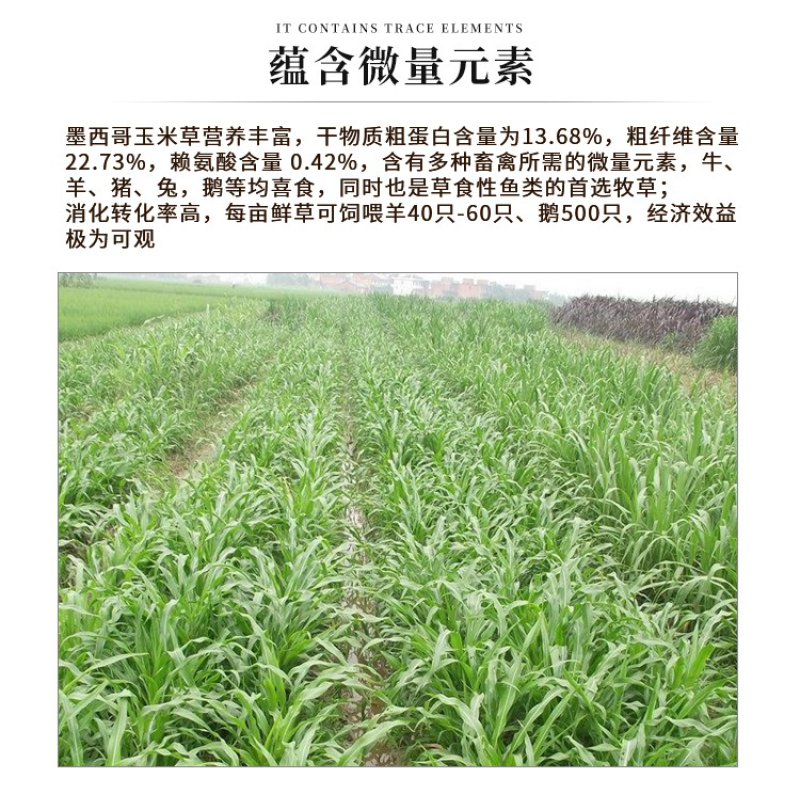 墨西哥玉米草种子高产养殖牧草籽四季播种饲料草种子