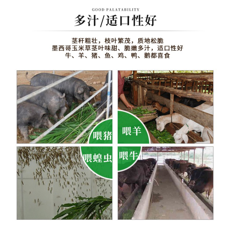 墨西哥玉米草种子高产养殖牧草籽四季播种饲料草种子