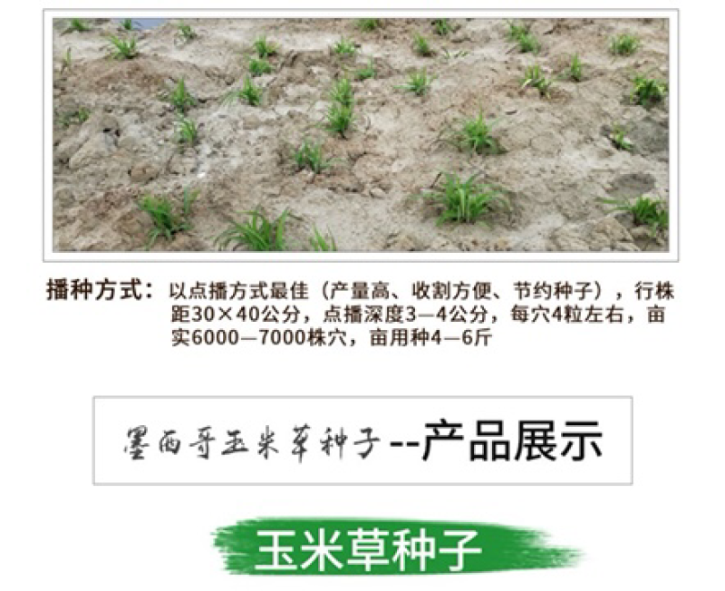 墨西哥玉米草种子高产养殖牧草籽四季播种饲料草种子