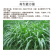 墨西哥玉米草种子高产养殖牧草籽四季播种饲料草种子