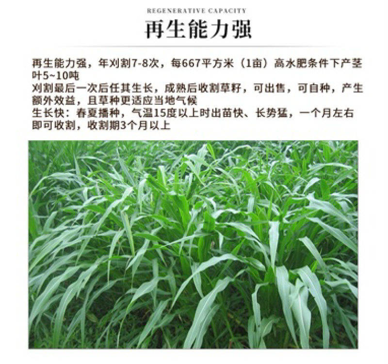 墨西哥玉米草种子高产养殖牧草籽四季播种饲料草种子