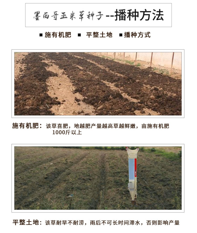 墨西哥玉米草种子高产养殖牧草籽四季播种饲料草种子