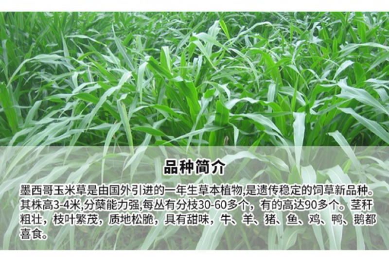 墨西哥玉米草种子高产养殖牧草籽四季播种饲料草种子