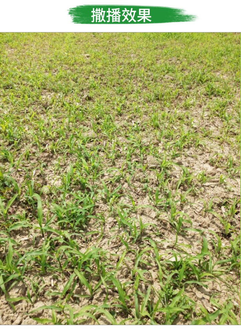 墨西哥玉米草种子高产养殖牧草籽四季播种饲料草种子
