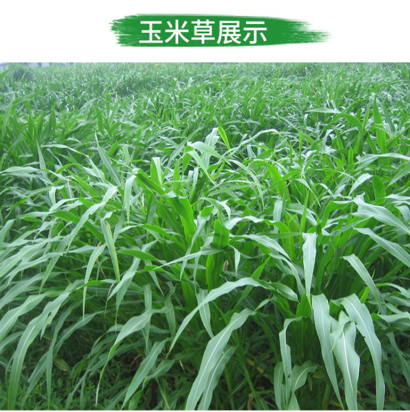 墨西哥玉米草种子高产养殖牧草籽四季播种饲料草种子