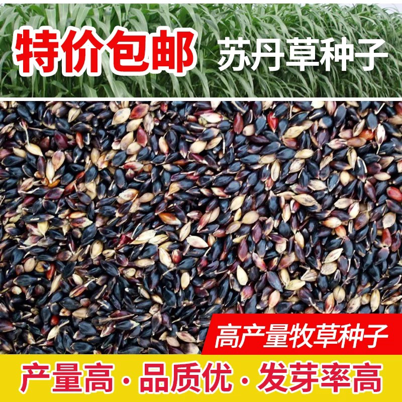 苏丹草种子牧草籽鸡鸭猪牛羊鱼四季播种养鱼专用草籽