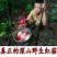 特级福建红菇天然野生红椎菌干货孕妇红姑武夷山红蘑菇大红菌