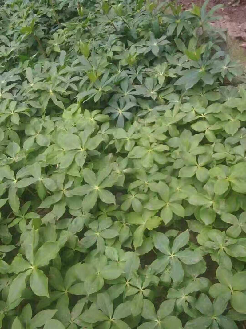 重楼苗价格超低