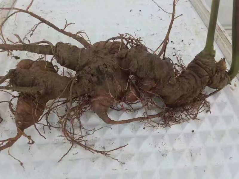 竹节参三七，自然生长。一斤起发，不议价