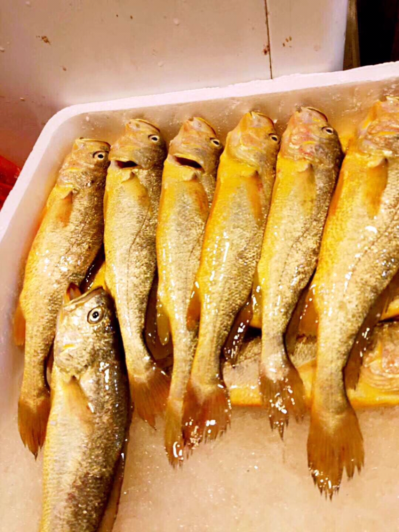 天然插网黄瓜鱼