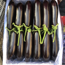 【精品长茄】常年供应耐运输专业合作社一条龙服务