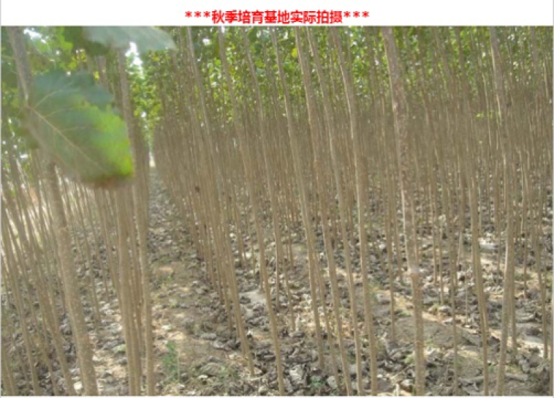 【推荐】杨树苗河南杨树苗杨树苗批发基地直接批发