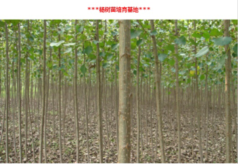 【推荐】杨树苗河南杨树苗杨树苗批发基地直接批发