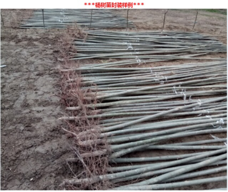 【推荐】杨树苗河南杨树苗杨树苗批发基地直接批发
