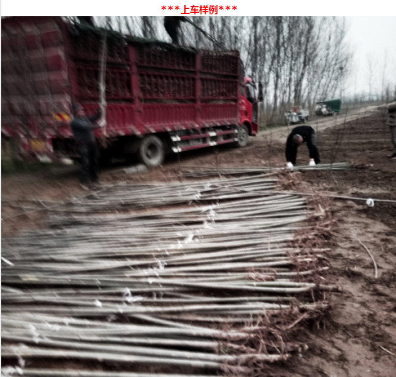【推荐】杨树苗河南杨树苗杨树苗批发基地直接批发