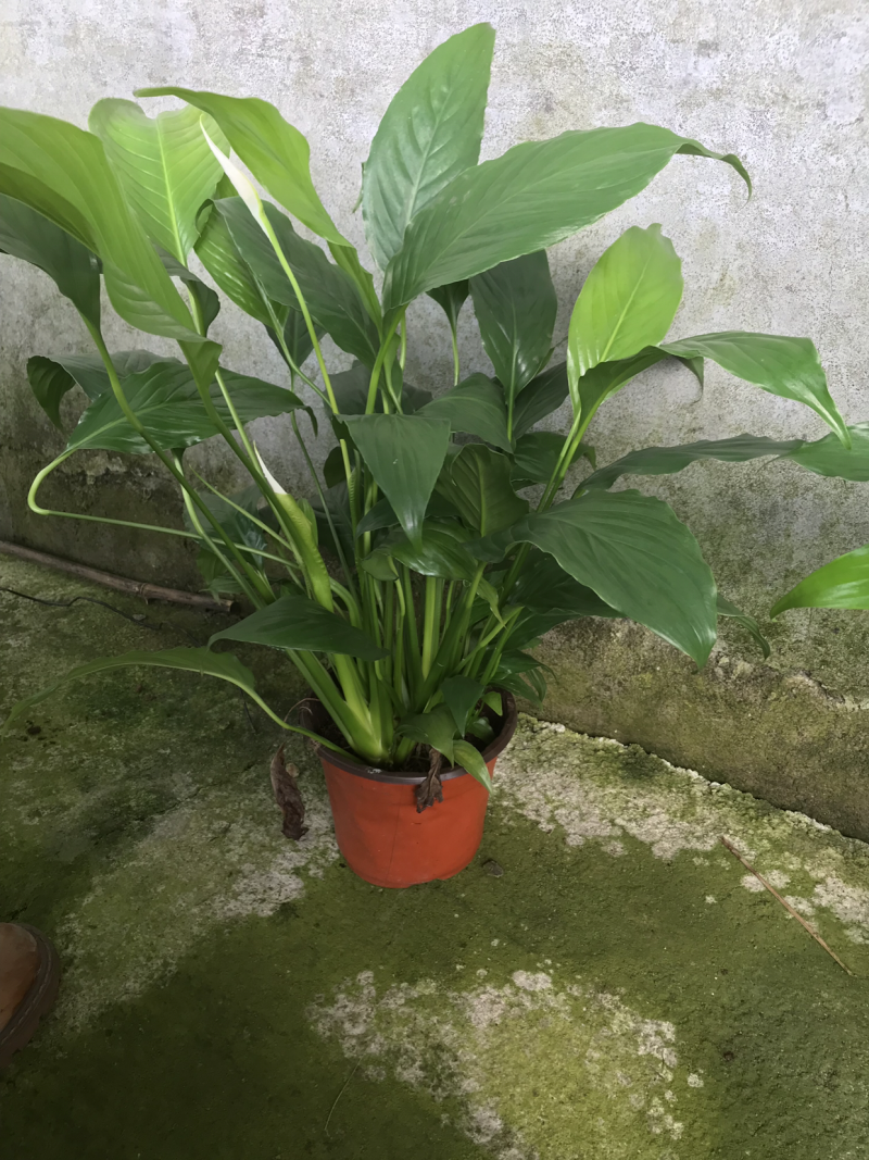 白掌。白鹤芋/苞叶芋/一帆风顺/银苞芋