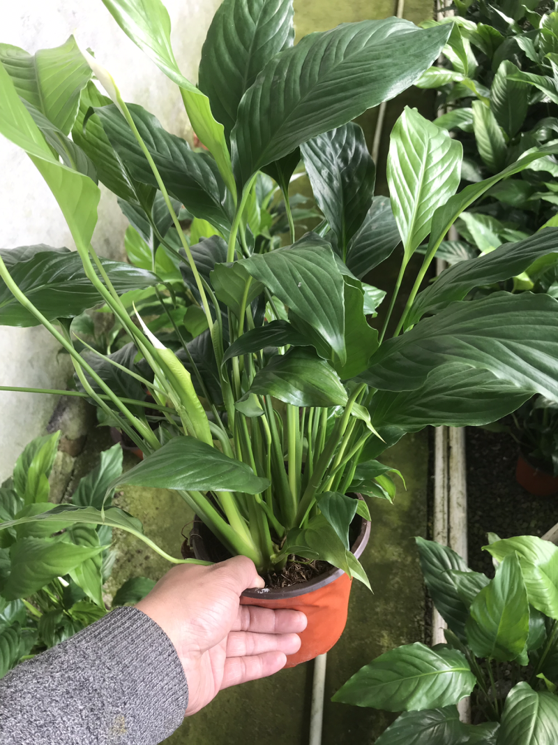 白掌。白鹤芋/苞叶芋/一帆风顺/银苞芋