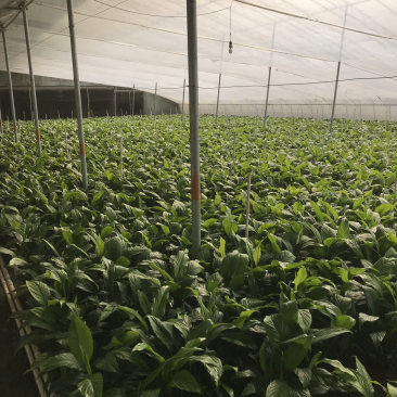 白掌。白鹤芋/苞叶芋/一帆风顺/银苞芋
