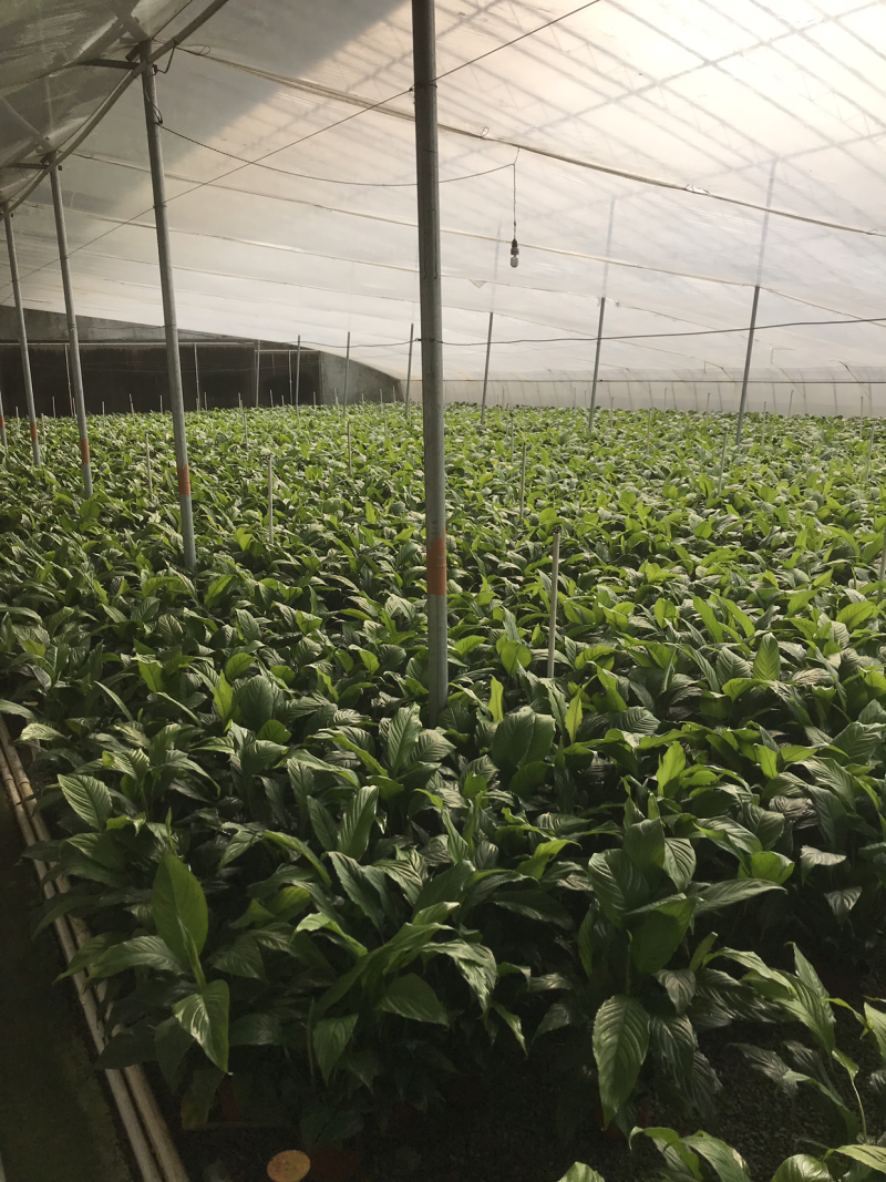 白掌。白鹤芋/苞叶芋/一帆风顺/银苞芋