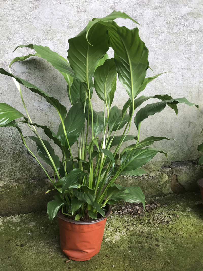 白掌。白鹤芋/苞叶芋/一帆风顺/银苞芋