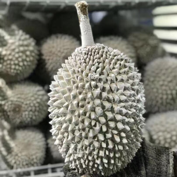 马来西亚D24（苏丹王），欢迎大家订购！