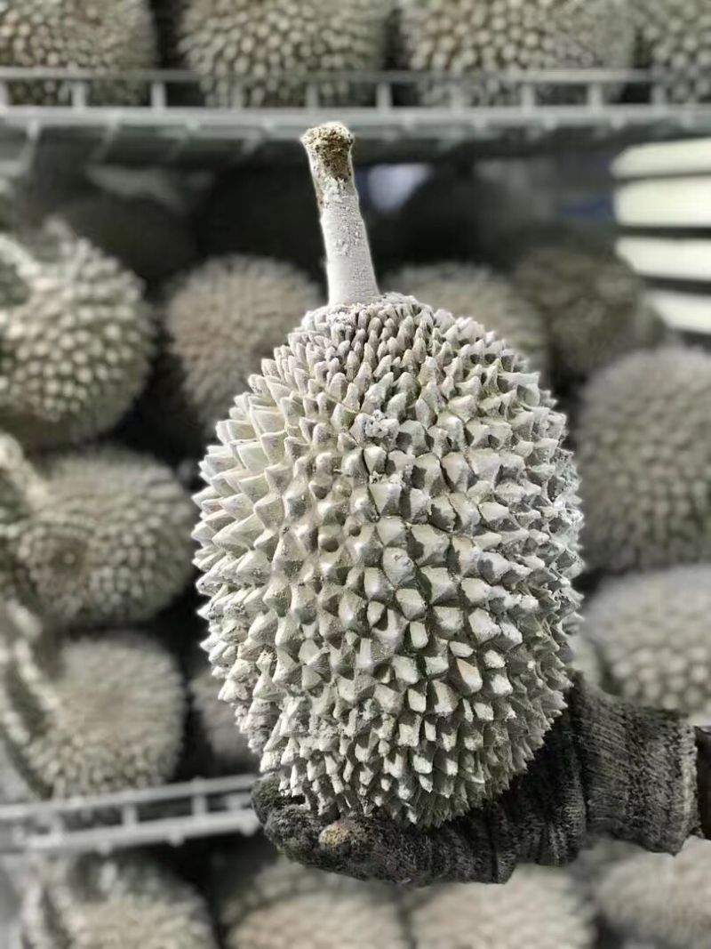 马来西亚D24（苏丹王），欢迎大家订购！