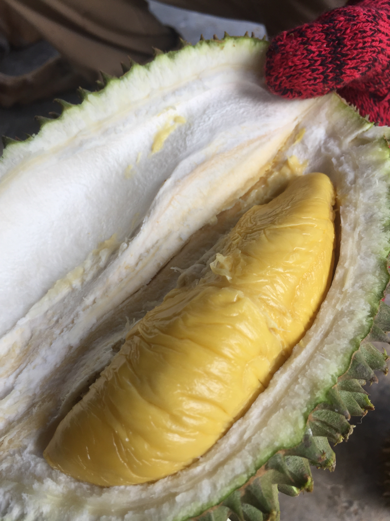 马来西亚D24（苏丹王），欢迎大家订购！