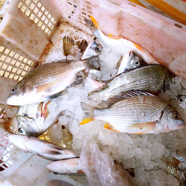 黄翅鲫鱼黑翅鲫鱼