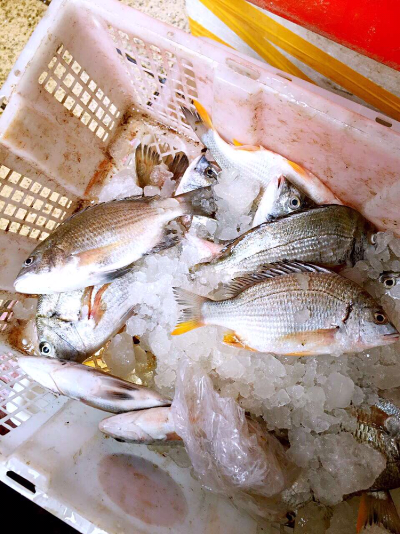 黄翅鲫鱼黑翅鲫鱼