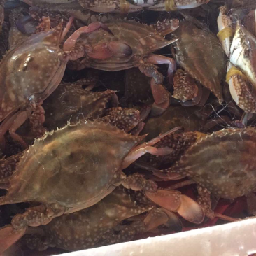 本地梭子蟹红膏蟹各种规格