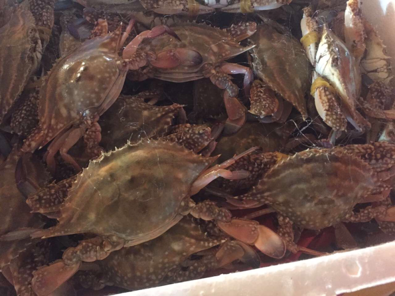 本地梭子蟹红膏蟹各种规格