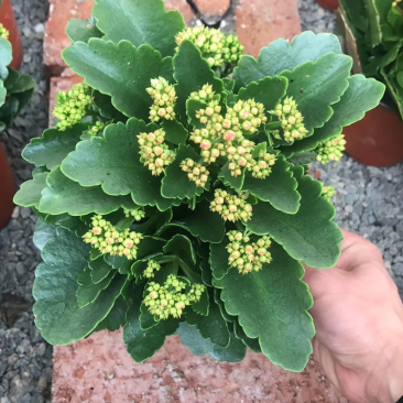 进口长寿花