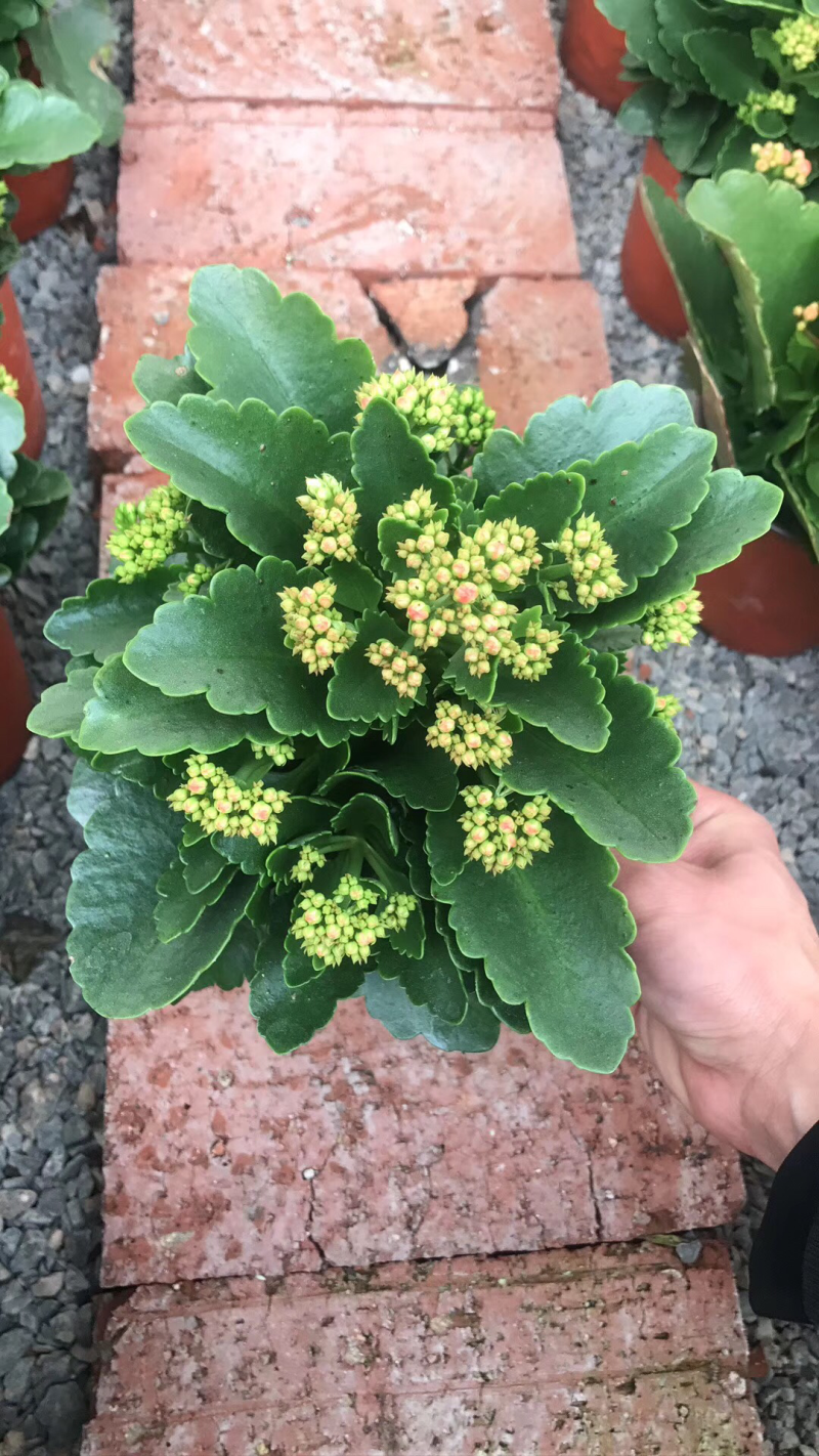 进口长寿花