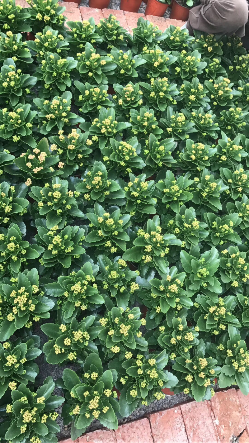 进口长寿花