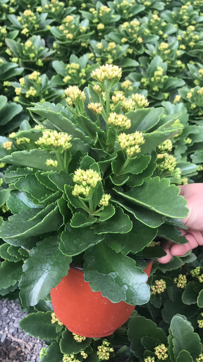 进口长寿花