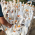 纯种大三花鹅苗，湖北本地大型孵化场，防疫齐全包送到包回收