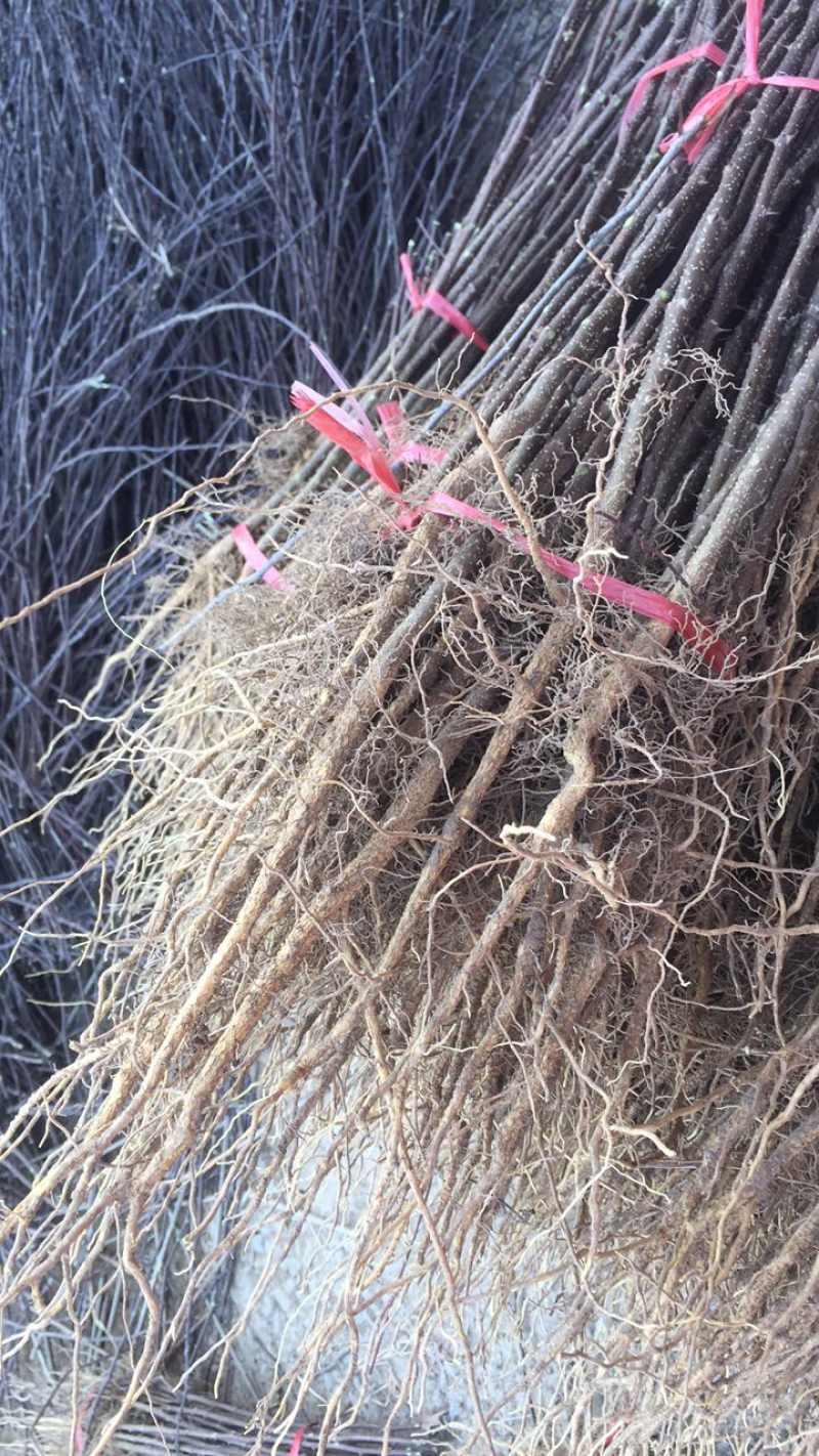 优质花椒苗藤椒苗大红袍花椒苗九叶青花椒苗花椒苗价