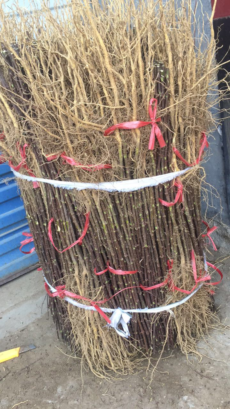 优质花椒苗藤椒苗大红袍花椒苗九叶青花椒苗花椒苗价