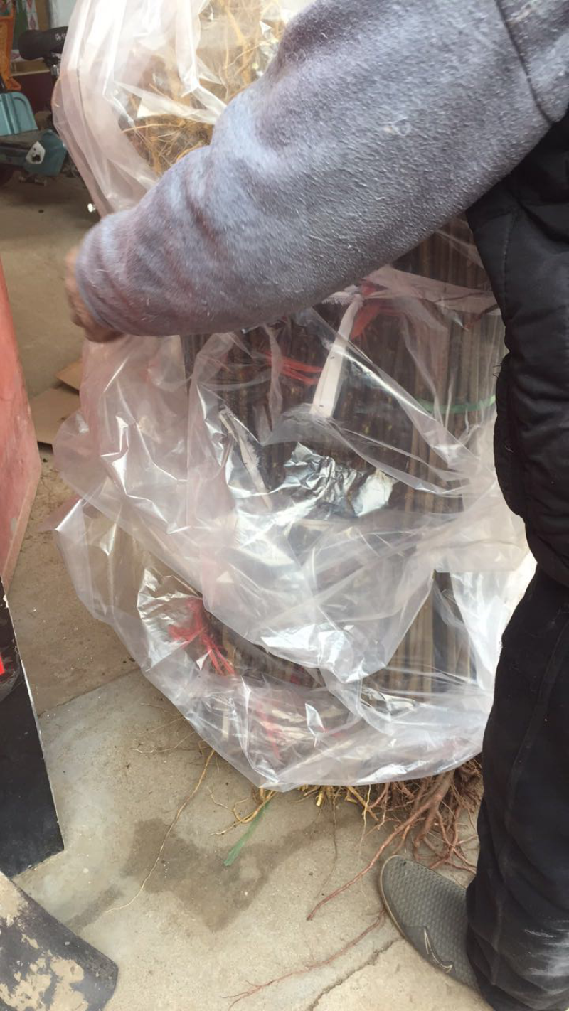 优质花椒苗藤椒苗大红袍花椒苗九叶青花椒苗花椒苗价