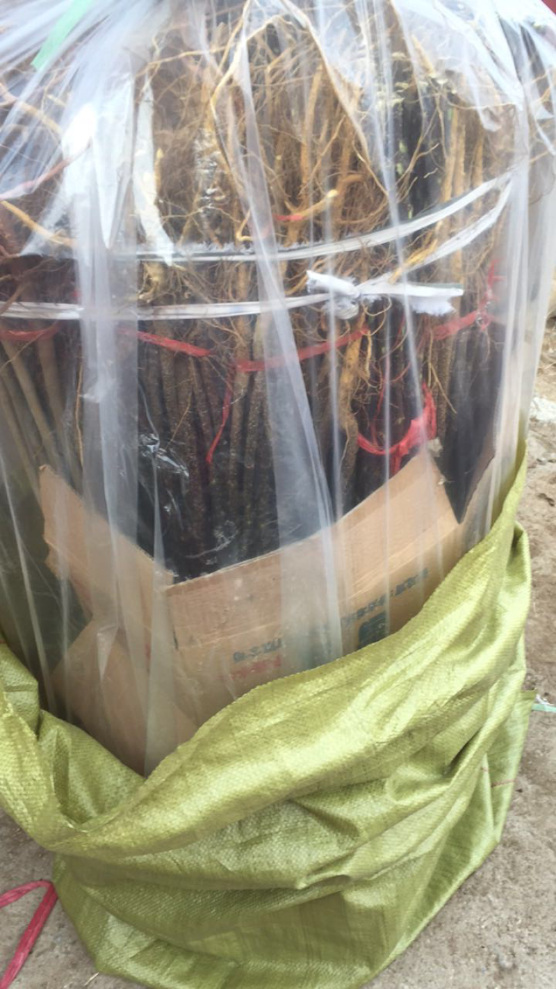 优质花椒苗藤椒苗大红袍花椒苗九叶青花椒苗花椒苗价