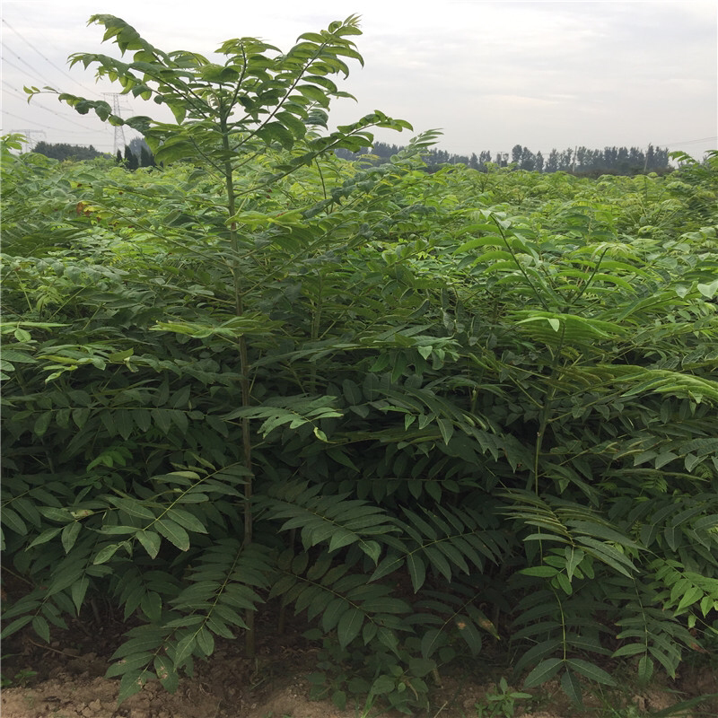 红油香椿树苗大棚香椿苗紫油香椿苗免费送种植资