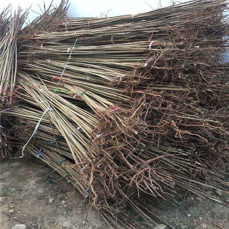 红油香椿树苗大棚香椿苗紫油香椿苗免费送种植资