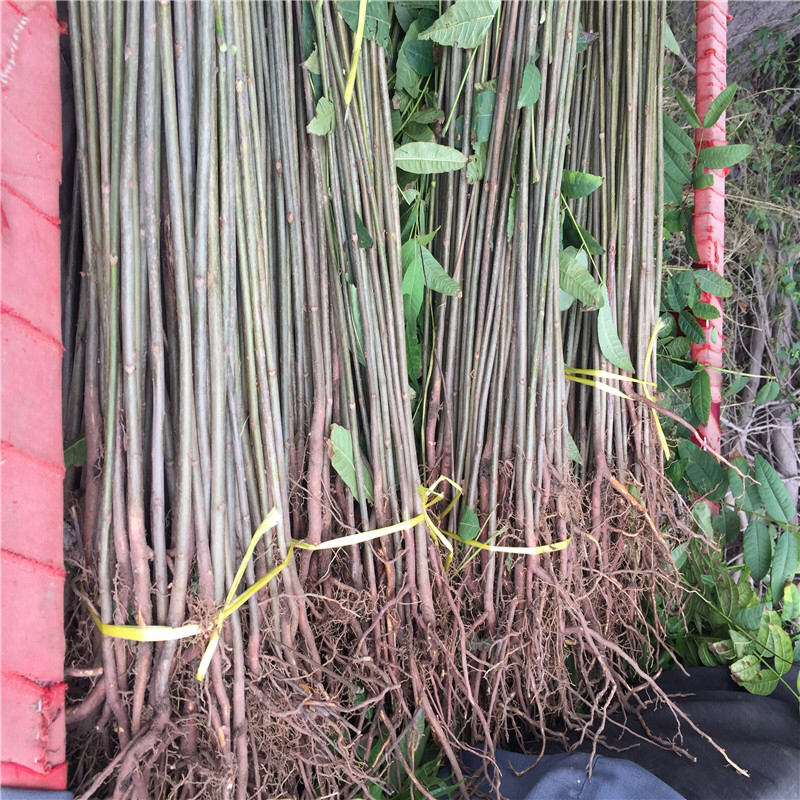 红油香椿树苗大棚香椿苗紫油香椿苗免费送种植资