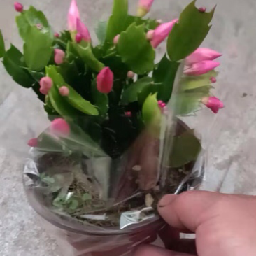 蟹爪兰蟹爪连